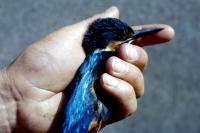 A Kingfisher in the hand