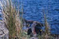Red-throated Diver on nest