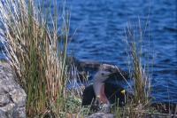 Red-throated Diver on nest