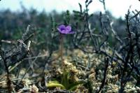 A Common Butterwort flower grows among the heather.