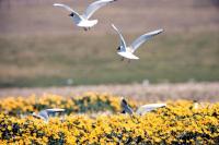 Black Headed Gulls take flight