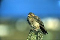 A Rose-coloured Starling perches on a pole
