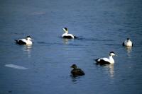 Eiders in Mid Yell Voe