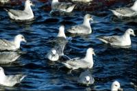 Fulmar(Northern Fulmar)