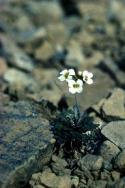 Northern Rock-cress between the rocks