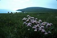 Thrift growing in a field.