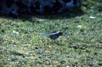 A Blackcap looks for food