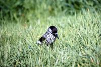 A Nutcracker in the grass