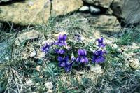 Common Dog-violet flowers on rocky ground