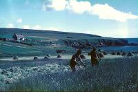 Cutting hay at Aith, Fetlar