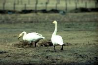 Whooper Swans