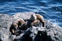 Mother Otter with large cubs
