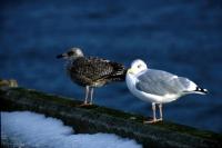 Two Herring Gulls on Midyell Pier
