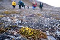 Yellow mountain Saxifrage