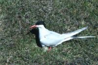 An Arctic Tern with it's egg