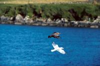 Great Skua & Glaucous Gull