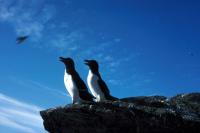 Two Razorbills stand at the edge