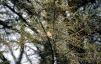 A Bullfinch among the trees at Voe