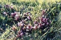 Lousewort flowers on a bright, sunny day.