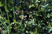 Marsh Cinquefoil captured on a sunny day