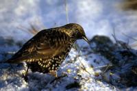 A Starling on a snowy day