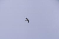 Red-footed Falcon in flight