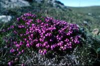 Heather flowers