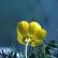 A Bulbous Buttercup in close-up