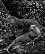 Two Otter on the rocks