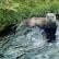 A Tame Otter.