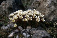 Tufted Saxifrage