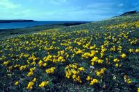 A field of bird's-foot-trefoil