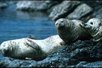 Common Seals basking on the rocks