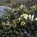 Arctic Bell Heather