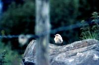 A Wheatear keeps watch from a rock