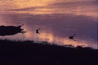 Three Grey Herons take to the loch at sunset