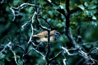 A Bluethroat in profile