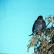 A Twite feeds on a sheaf of oats