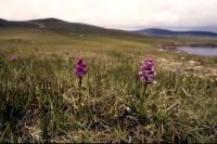 Fragrant Orchids growing in a sheep pasture