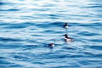 Three Razorbills on the sea