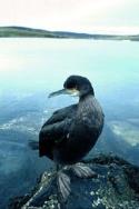 Single Shag rests on a small rock