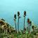 Hawkweed-leaved Saxifrage