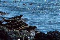 Seals enjopying a lazy summer's day