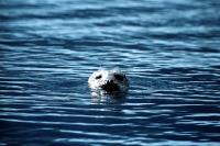 A Common Seal watching the shore.
