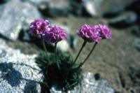 Thrift grows from a crack in a rock