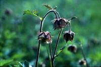 Water Avens flowers in June