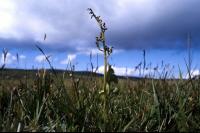 Moonwort growing against a cloudy sky