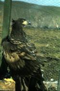 A White-tailed Eagle awaits release