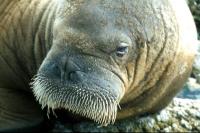A close-up of a Walrus's Head
