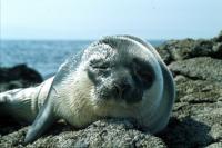 Hooded Seal pup. at Hascosay.